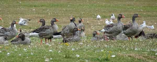 P06 geese