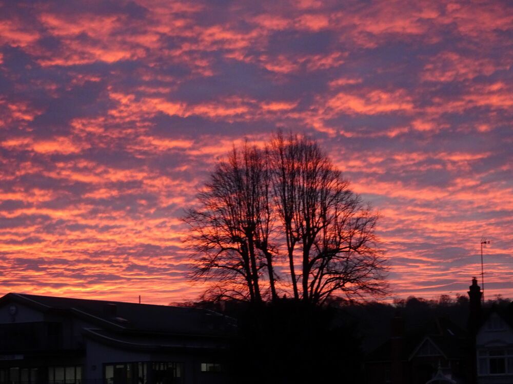 David Horn - ShepherdsWarning