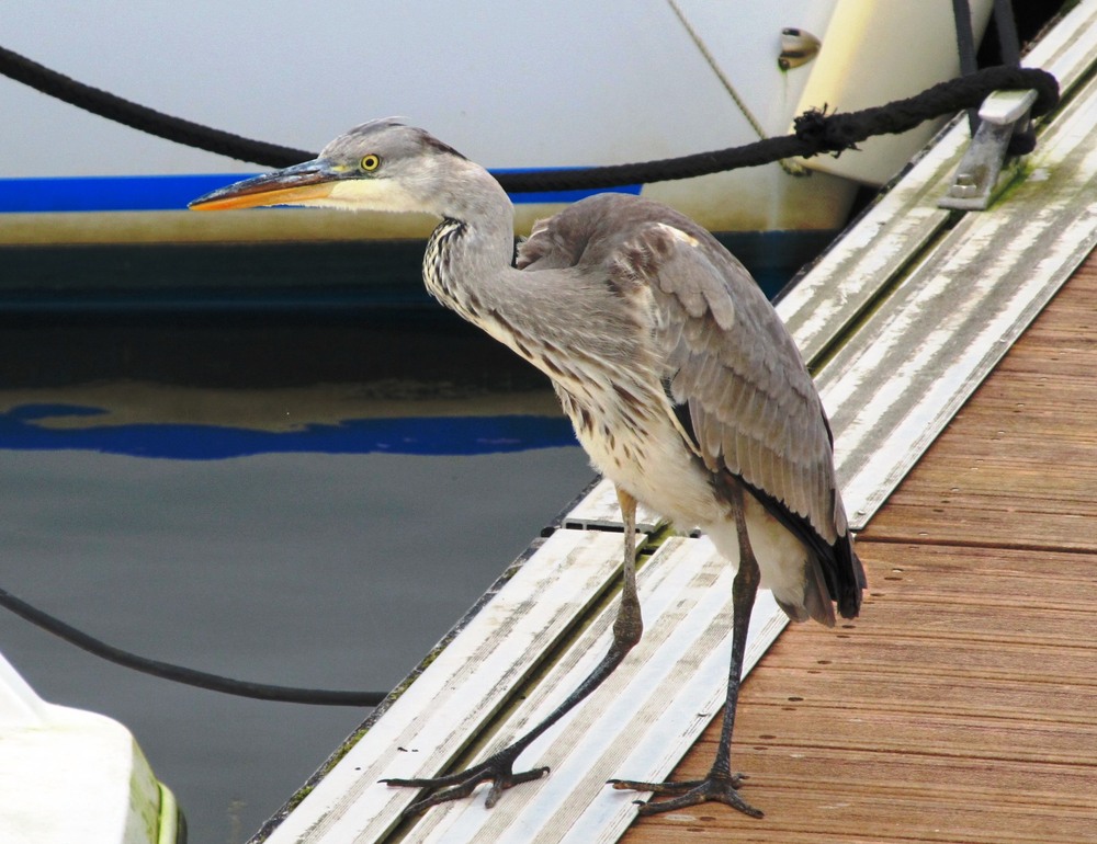 Geoff Matthews - OnTheLookout