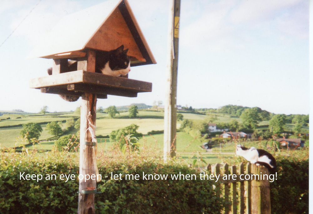 Gordon Sims - Cat House