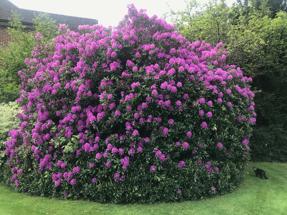 Paul Farrell - Garden And Pets, May, 2020