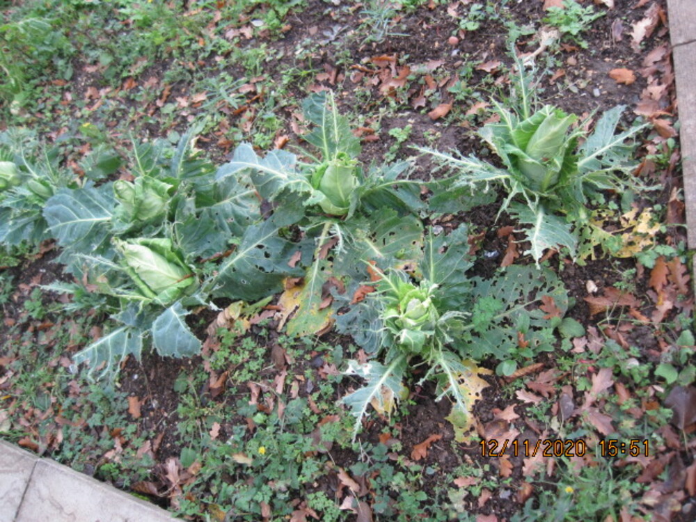 Philip Young - Cabbages